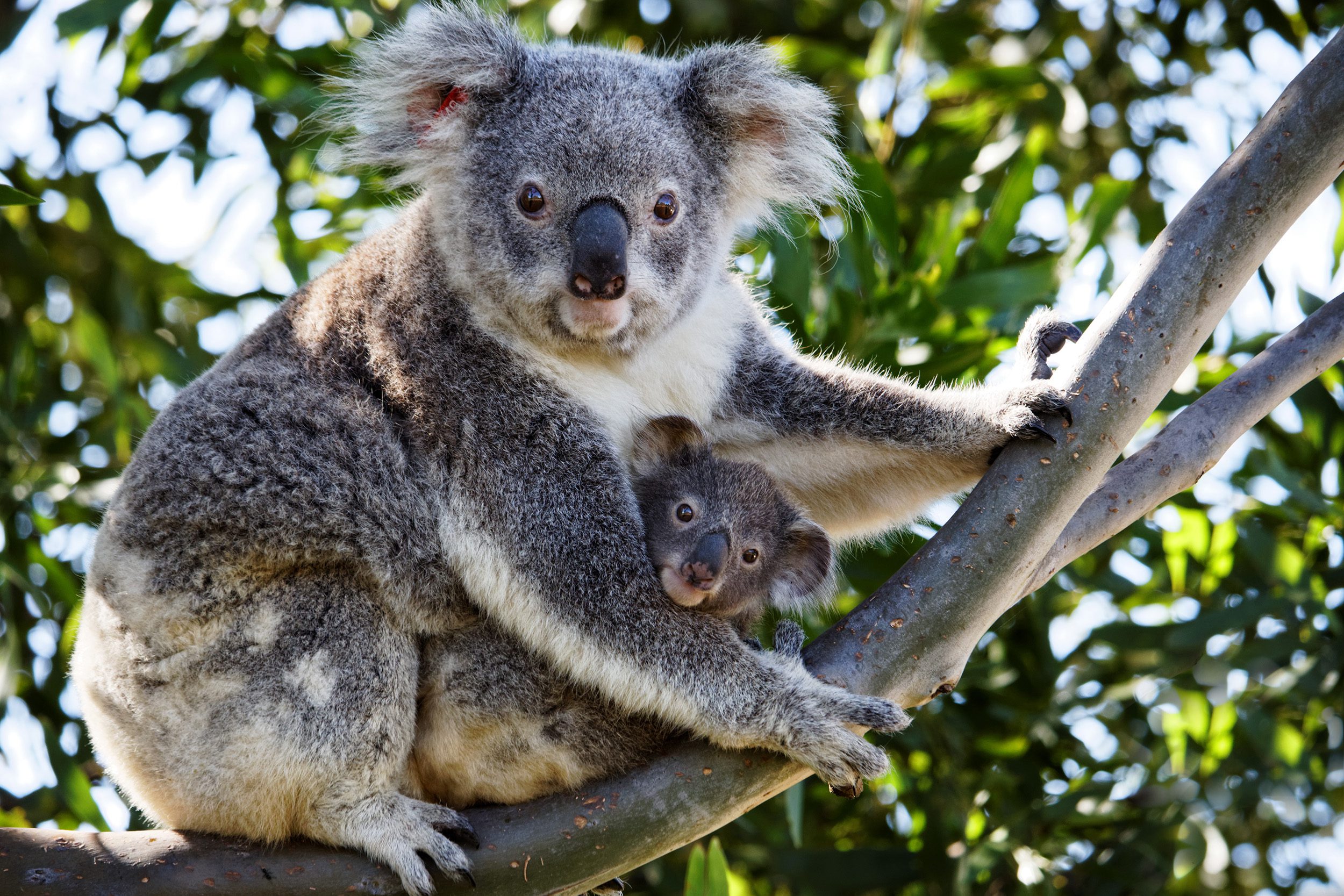 Koala and Baby